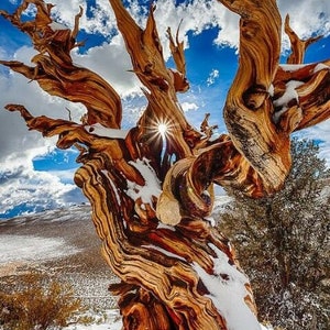Bristlecone Pine Tree (Pinus Longaeva 'Great Basin') Seeds - VERY RARE