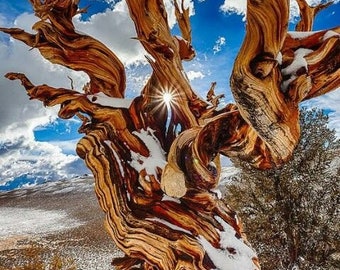 Bristlecone Pine Tree (Pinus Longaeva 'Great Basin') Graines - TRÈS RARE