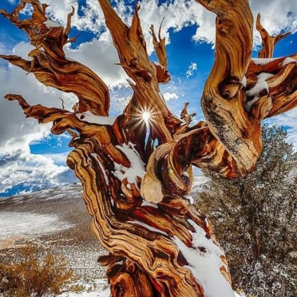 Bristlecone Pine Tree (Pinus Longaeva 'Great Basin') Seeds - VERY RARE