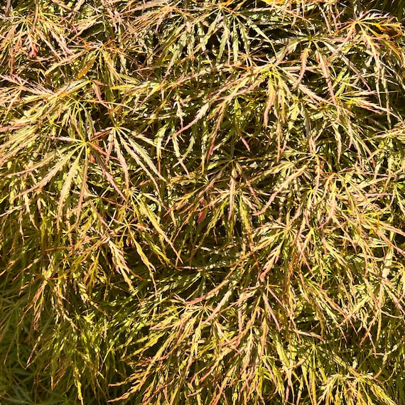 Toyama-nishiki Japanese Maple Tree (acer Palmatum 'toyama-nishiki