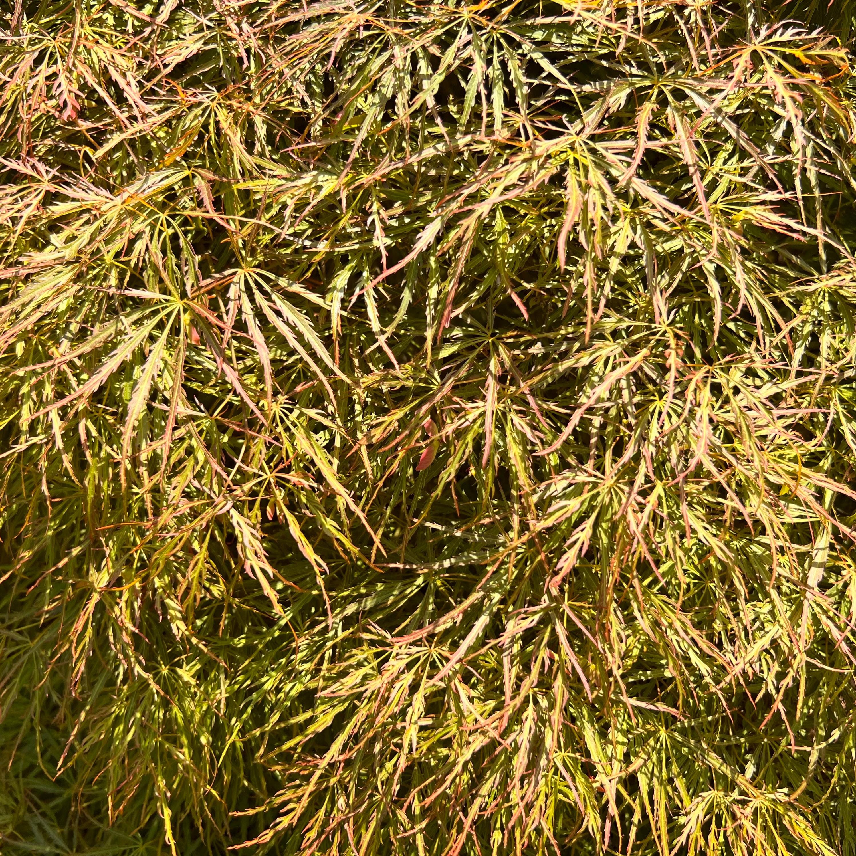 Toyama-nishiki Japanese Maple Tree (acer Palmatum 'toyama-nishiki
