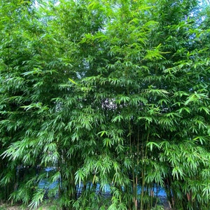 Graines de bambou parapluie Fargesia murielae image 1