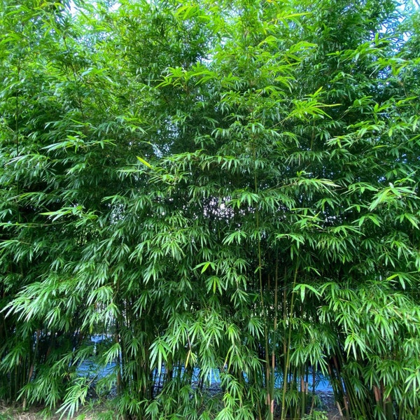 Graines de bambou parapluie (Fargesia murielae)