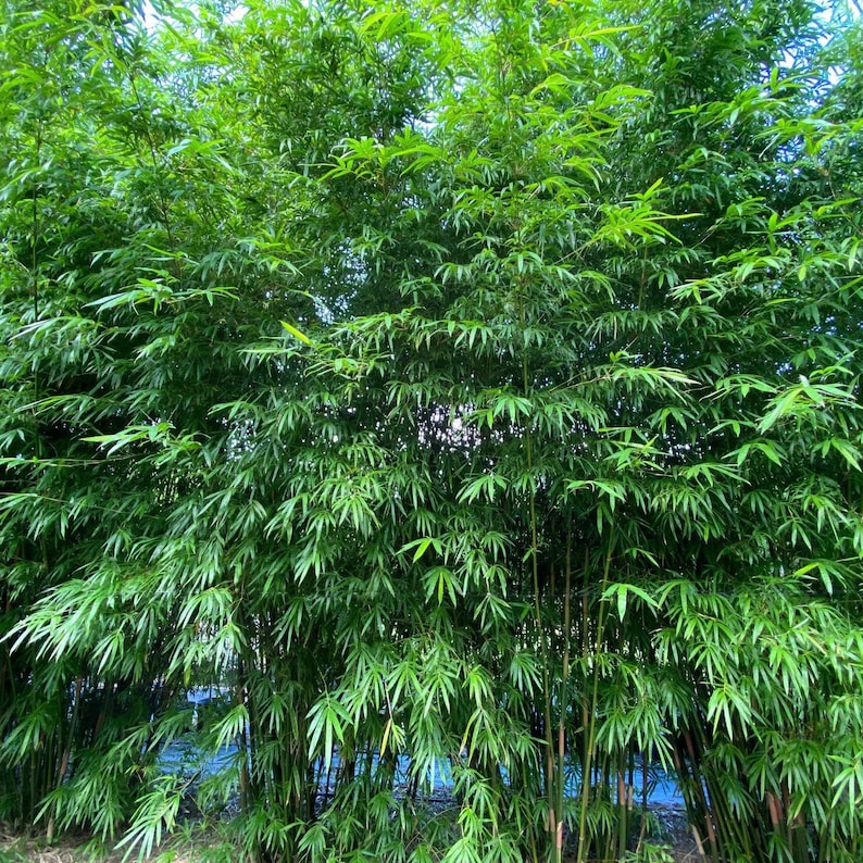 Umbrella Bamboo Fargesia Murielae Seeds image 1