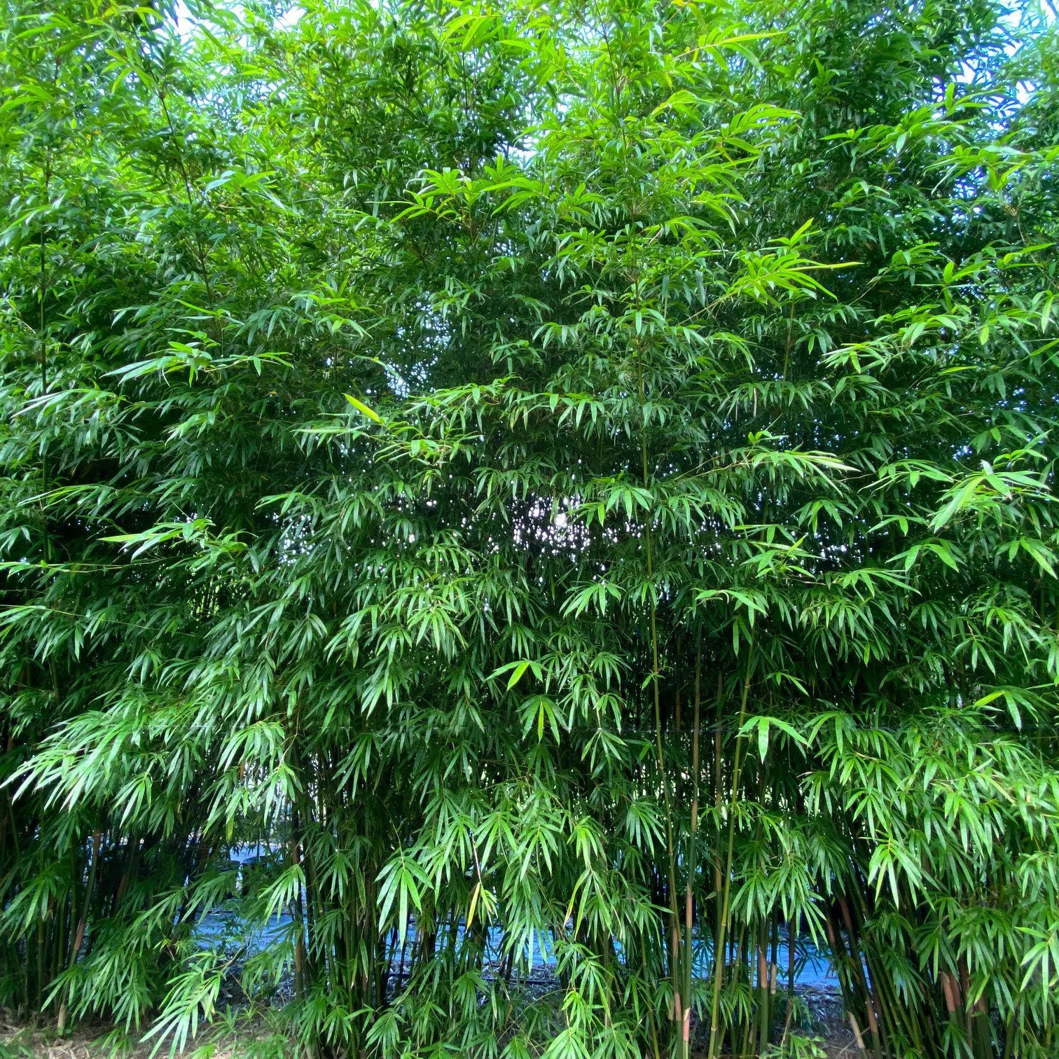 Umbrella Bamboo (fargesia Murielae) Seeds - Etsy