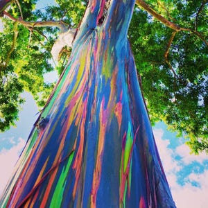 May include: A close-up of a rainbow eucalyptus tree trunk, showing the vibrant colors of the bark. The tree is tall and slender, with a smooth, colorful surface.