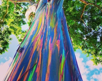 Rainbow Eucalyptus Tree (Deglupta Eucalyptus) Seeds - NEW FOR 2025
