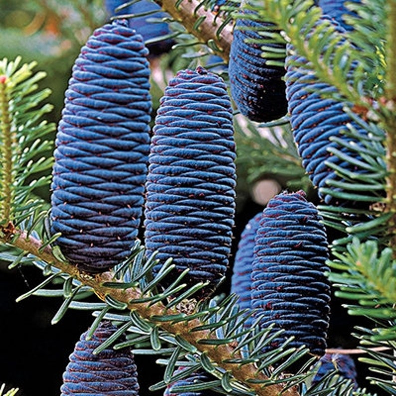 Korean Fir Tree Abies Koreana Seeds image 5