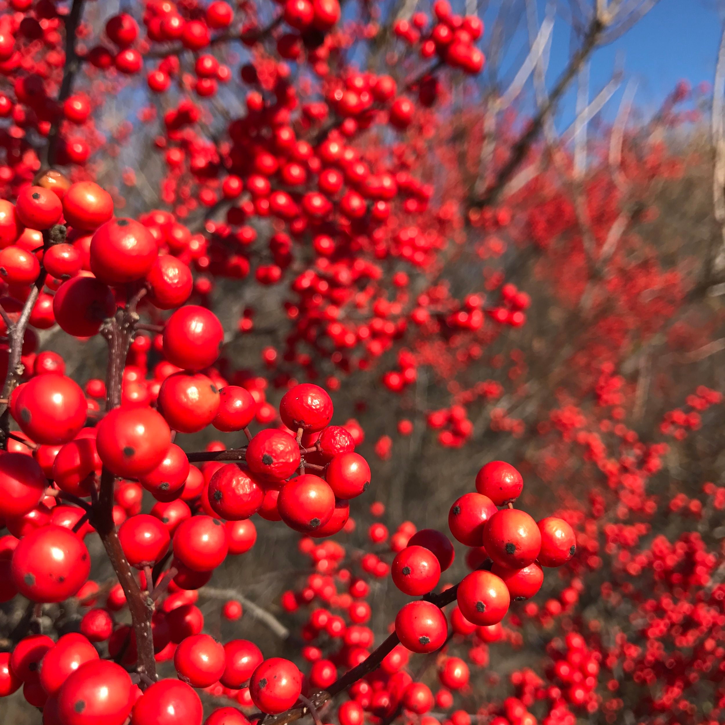 ウィンターベリー　挿し穂　20cm 2本 ウィンターベリー（Ilex Verticillata）の種子 - Etsy 日本