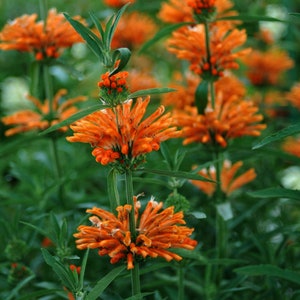 Lions Ear "Wild Dagga" Plant (Leonotis Nepetifolia) Seeds