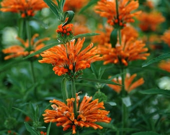 Lions Ear &quot;Wild Dagga&quot; Plant (Leonotis Nepetifolia) Seeds