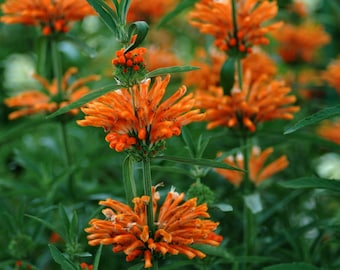 Lions Ear "Wild Dagga" Plant (Leonotis Nepetifolia) Seeds