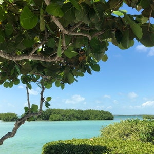 Sea Grape Tree (Coccoloba Uvifera) Seeds - NEW 2025 & LIMITED BATCH