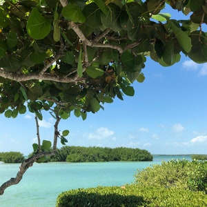 Sea Grape Tree Coccoloba Uvifera Seeds image 1