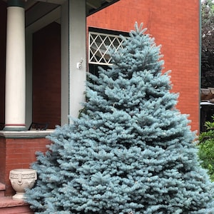 Blue Spruce Tree Picea Pungens Glauca Seeds image 1