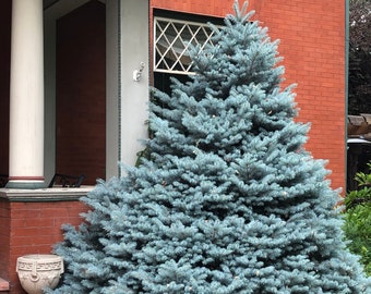 Semillas de abeto azul (Picea Pungens glauca)