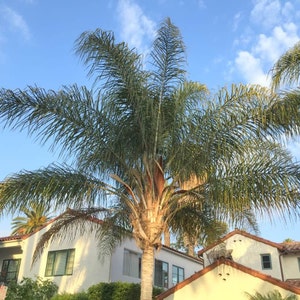 Queen Palm Tree Seeds