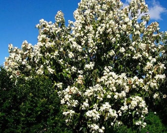 Southern Magnolia 'Victoria' Tree (Magnolia Grandiflora) Seeds - NEW FOR 2024