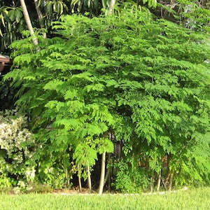 Moringa Drumstick Tree (Moringa Oleifera) Seeds