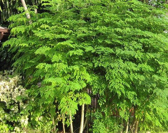 Samen des Moringa-Trommelbaums (Moringa Oleifera).