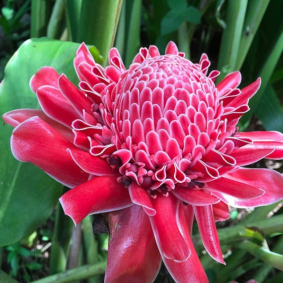 Red Torch Ginger Plant (etlingera Elatior 'red') Seeds - Etsy