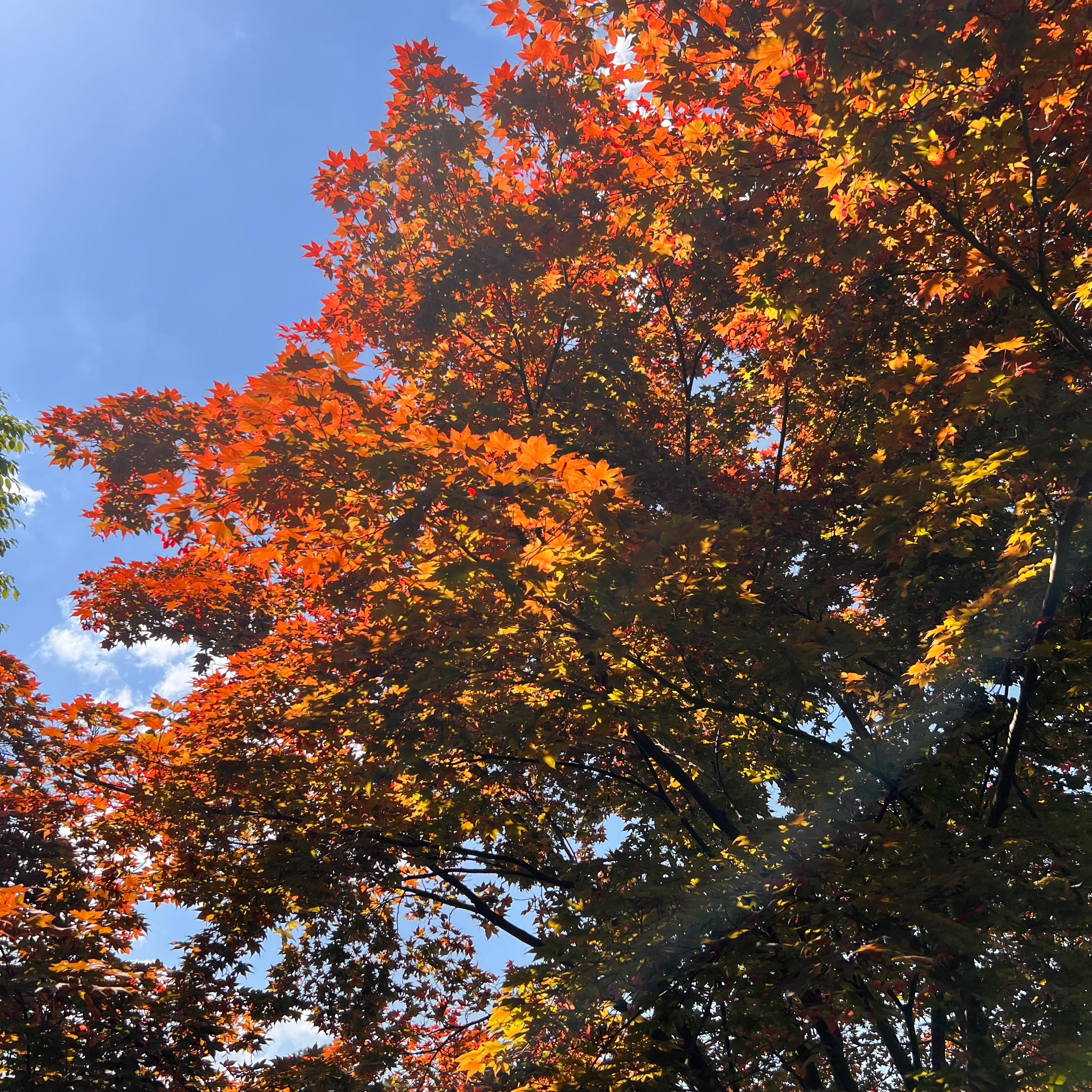 Yezo-nishiki Japanese Maple Tree (acer Palmatum 'yezo-nishiki