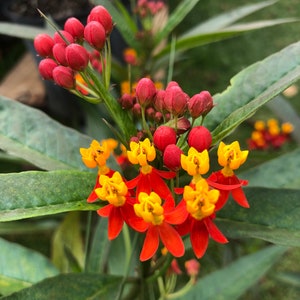 Tropical Milkweed Plant (Asclepias Curassavica) Seeds