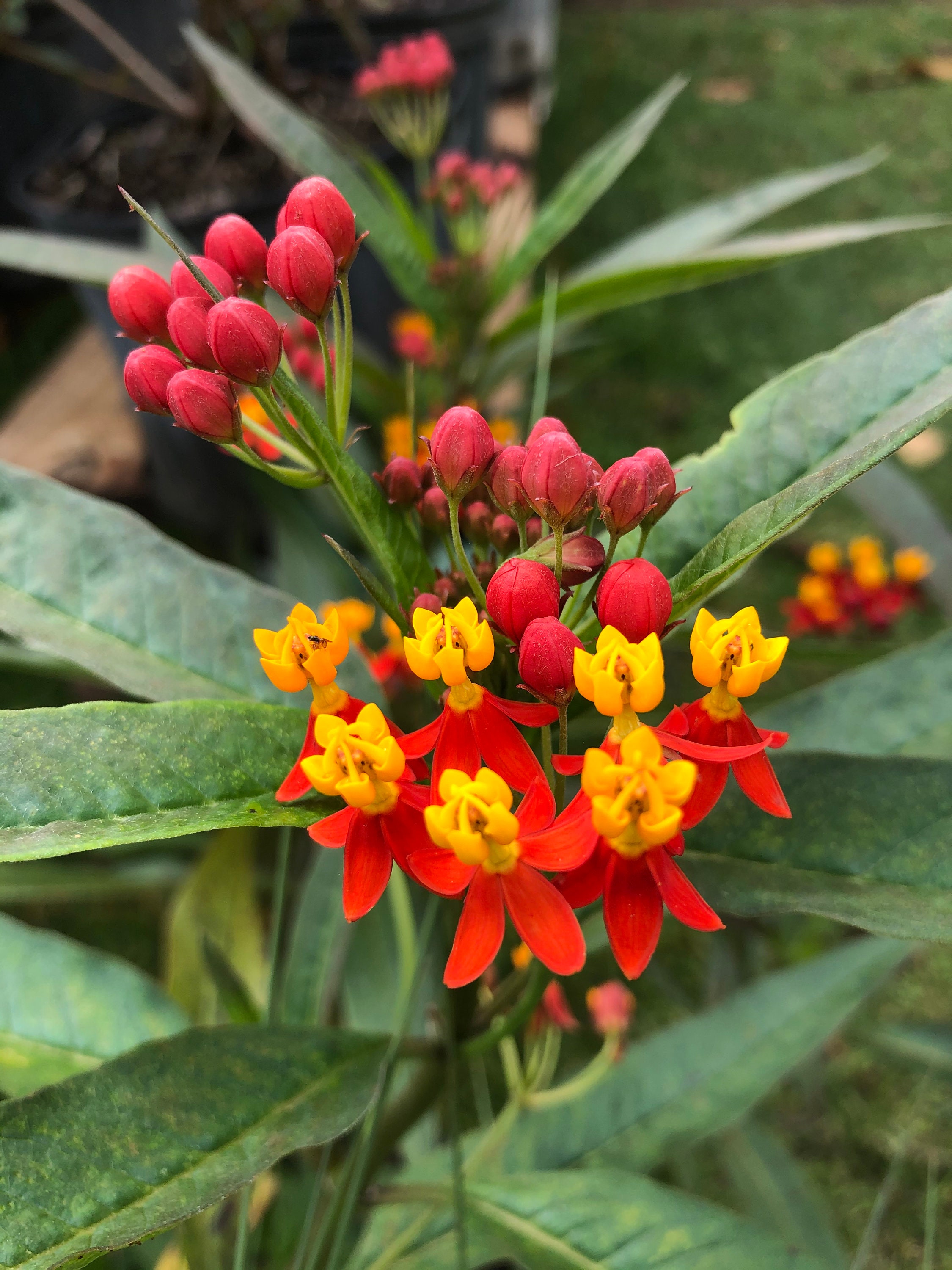 Milkweed live plants - Etsy 日本