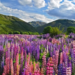 Lupine Flower (Lupinus Polyphyllus) Seeds