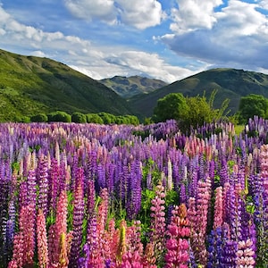 Graines de fleur de lupin Lupinus polyphyllus image 1