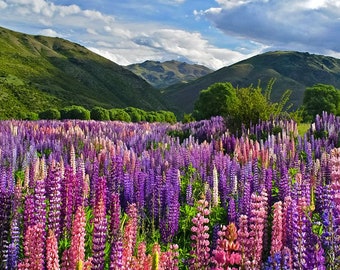 Lupine Flower (Lupinus Polyphyllus) Seeds