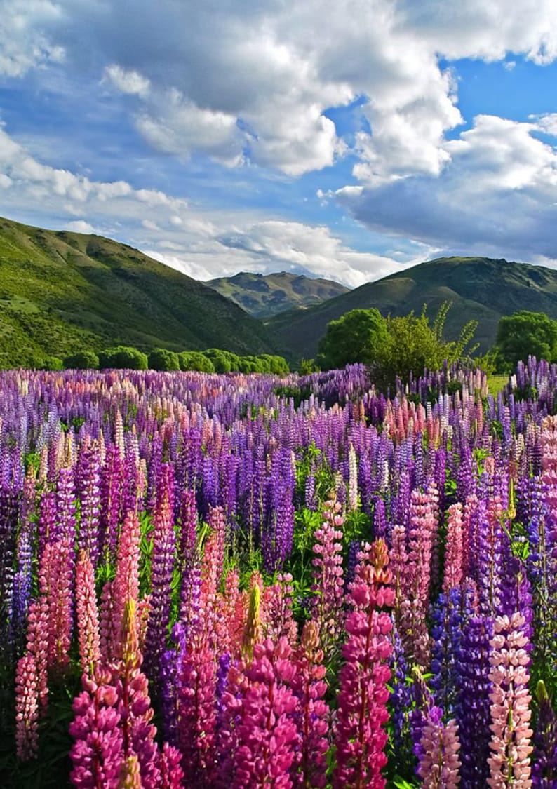 Graines de fleur de lupin Lupinus polyphyllus image 1