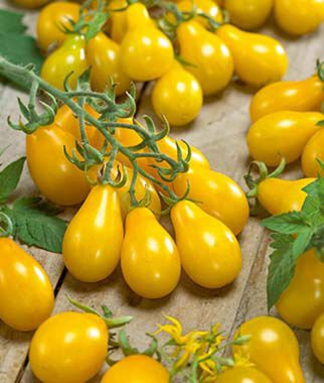 Image of Yellow Pear tomato seeds