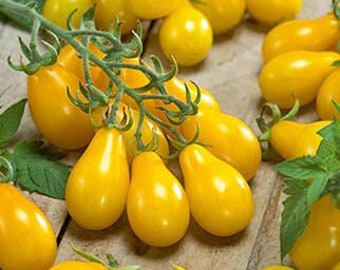 Organic Yellow Pear Tomato Plant (Solanum Lycopersicum) Seeds