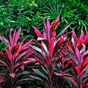 Red Sister Cordyline Ti Plant Seeds