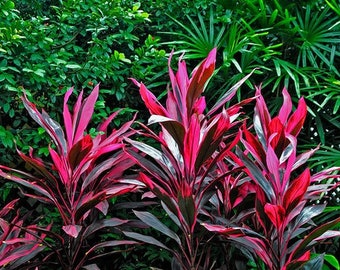 Red Sister Cordyline Ti Plant Seeds
