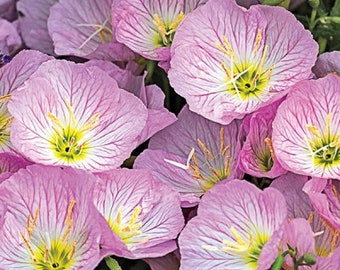 Showy Evening Primrose Flower (Oenothera Speciosa) Seeds