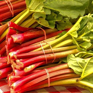 Organic Victoria Rhubarb Plant (Rheum Rhabarbarum) Seeds