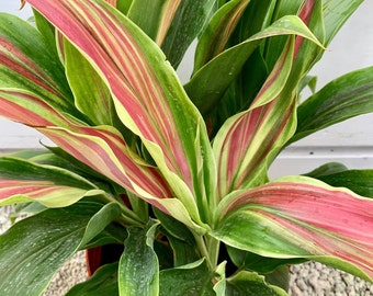 Peppermint Swirl Cordyline Ti Plant Seeds - NEW FOR 2024