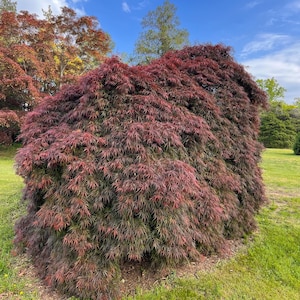 Takiniyama Japanese Maple Tree (Acer Palmatum &#39;Takiniyama&#39;) Seeds - NEW FOR FALL 2024