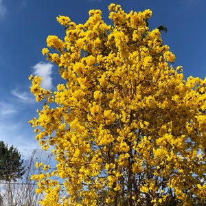 Golden Trumpet Tree (Tabebuia Chrysotricha) Seeds
