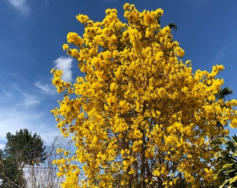 Peut inclure: Un arbre en fleurs, couvert de fleurs jaune vif, se détachant sur un ciel bleu clair. La canopée dense de fleurs jaunes contraste avec le ciel bleu, avec quelques nuages visibles. D'autres arbres sont en arrière-plan.