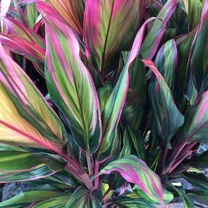 Harlequin Cordyline Ti Plant Seeds