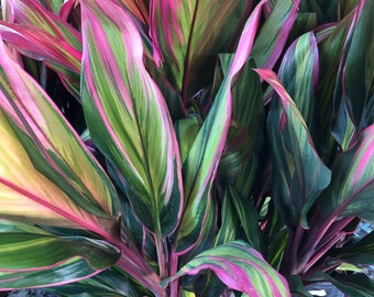Harlequin Cordyline Ti Plant Seeds