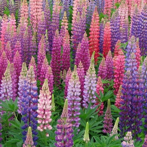 Lupine Flower Lupinus Polyphyllus Seeds image 2