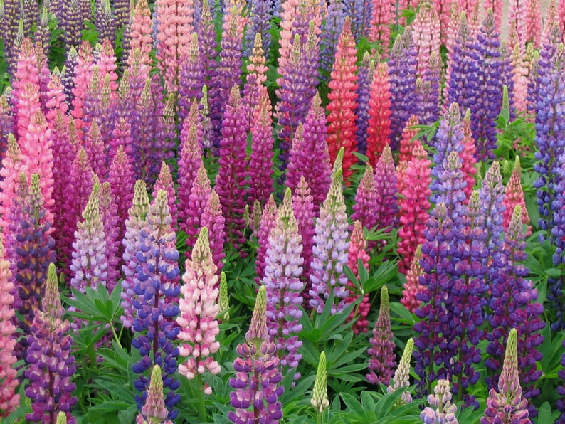 Lupine Flower Lupinus Polyphyllus Seeds image 2