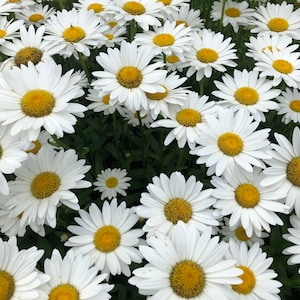 Shasta Daisy Flower (Leucanthemum Superbum) Seeds