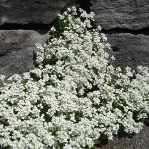 Snow White Rock Cress Groundcover Plant (Arabis Alpina) Seeds