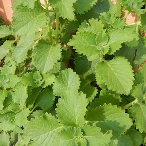 Puede incluir: Primer plano de una planta verde de hojas dentadas. La planta est&aacute; creciendo en una maceta y tiene un aspecto natural y org&aacute;nico.