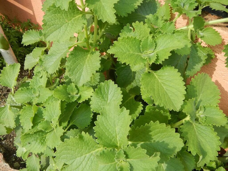 Puede incluir: Primer plano de una planta verde de hojas dentadas. La planta est&aacute; creciendo en una maceta y tiene un aspecto natural y org&aacute;nico.